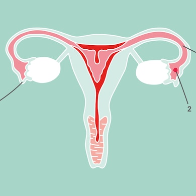 1230x615 Ovaries Diagram