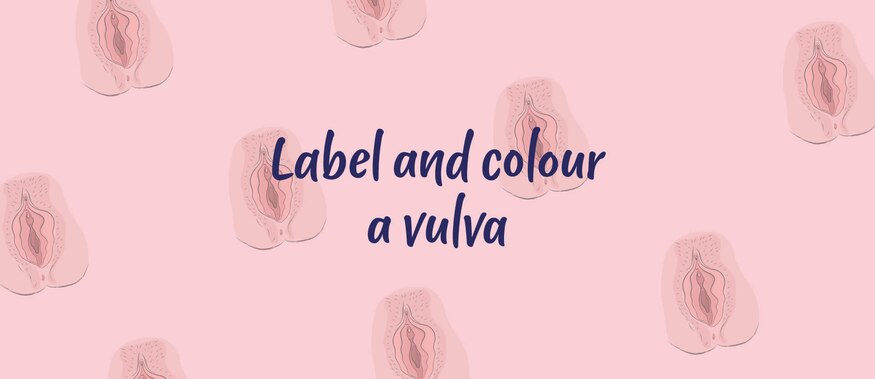 Alternate Text Illustration of a vulva against a white background