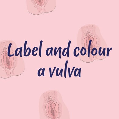 Banner with text "Label and colour a vulva"