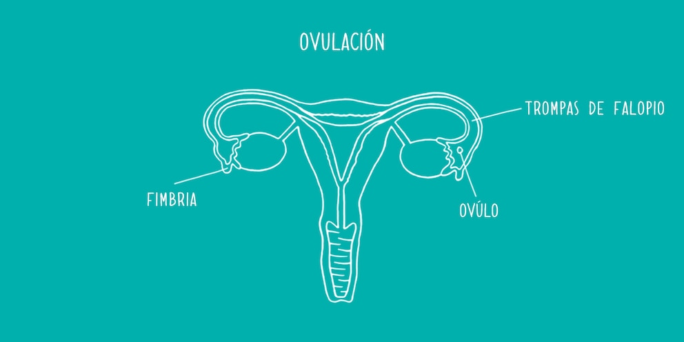 Imagen de ovulación sobre un fondo turquesa - Saba