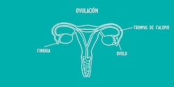 1230x615_Ovulation_CAM.jpg 1230x615_Ovulation_CAM.jpg