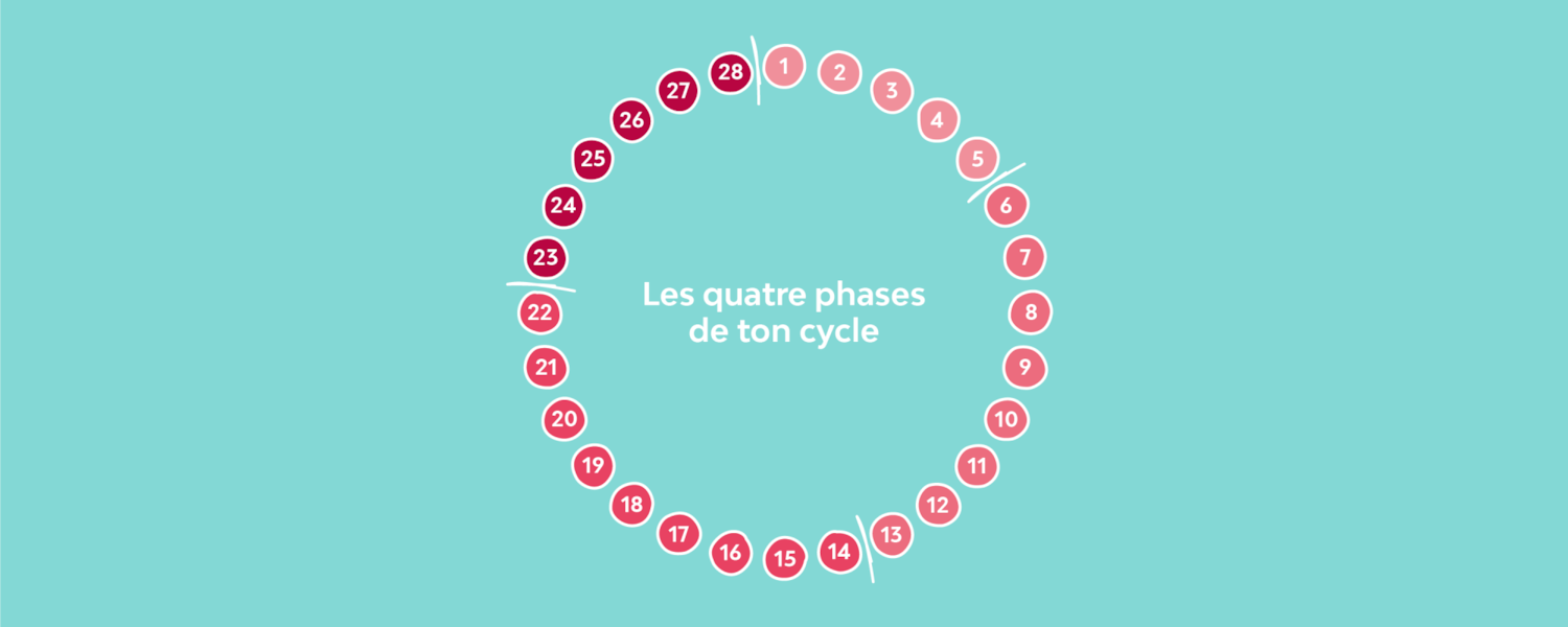 Diagramme des phases du cycle menstruel
