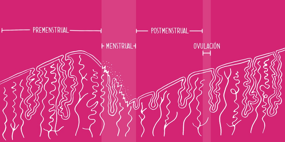Dibujo del ciclo uterino sobre un fondo rosa - Saba