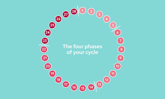 Diagram of menstrual cycle phases