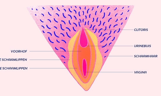 afbeelding vagina