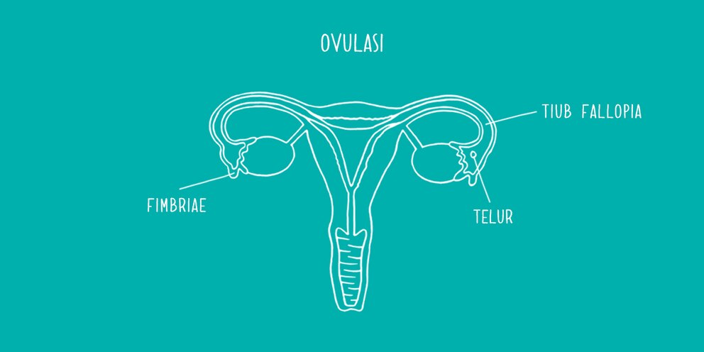 Bagaimanakah Ovulasi Berlaku Femcare