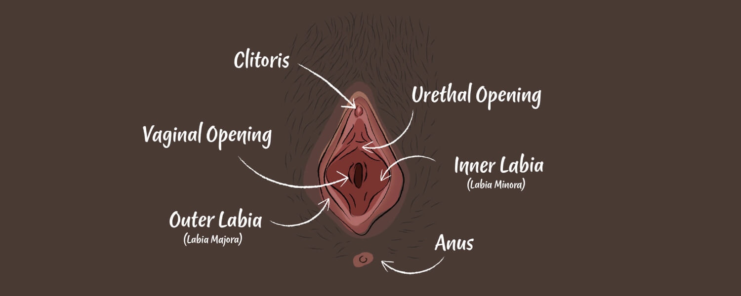 Vulva Anatomy Lesson – what’s down there? | Bodyform