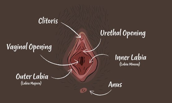 V Zone And Vulva Header