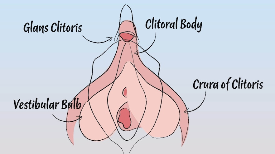 Digital illustration of a clitoris