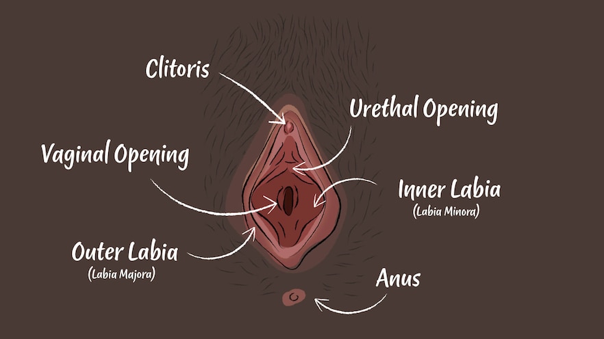 Digital illustration of a vulva