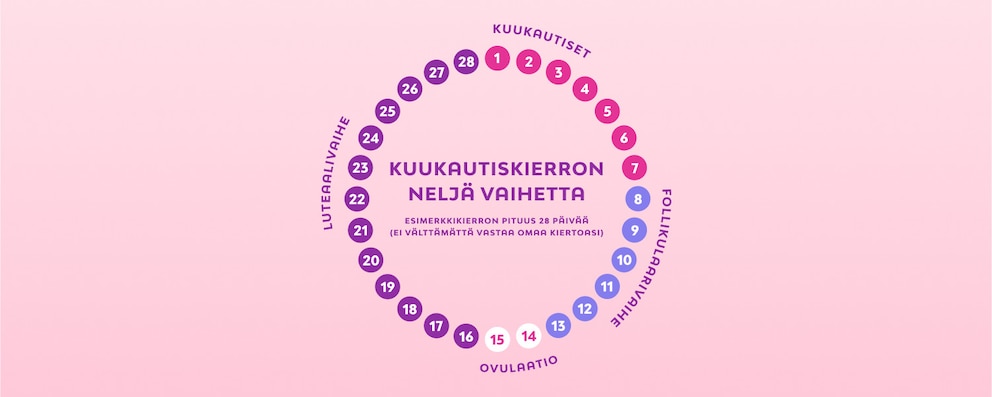 Kuva, joka esittää kuukautiskierron neljä eri vaihetta