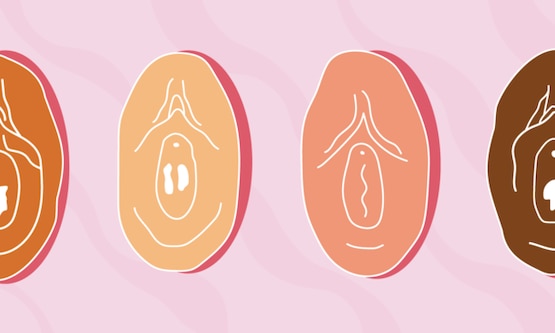 Illustration of vulvas