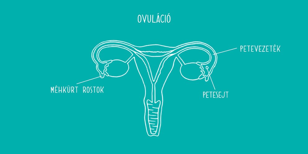 Petefészekről készült rajz