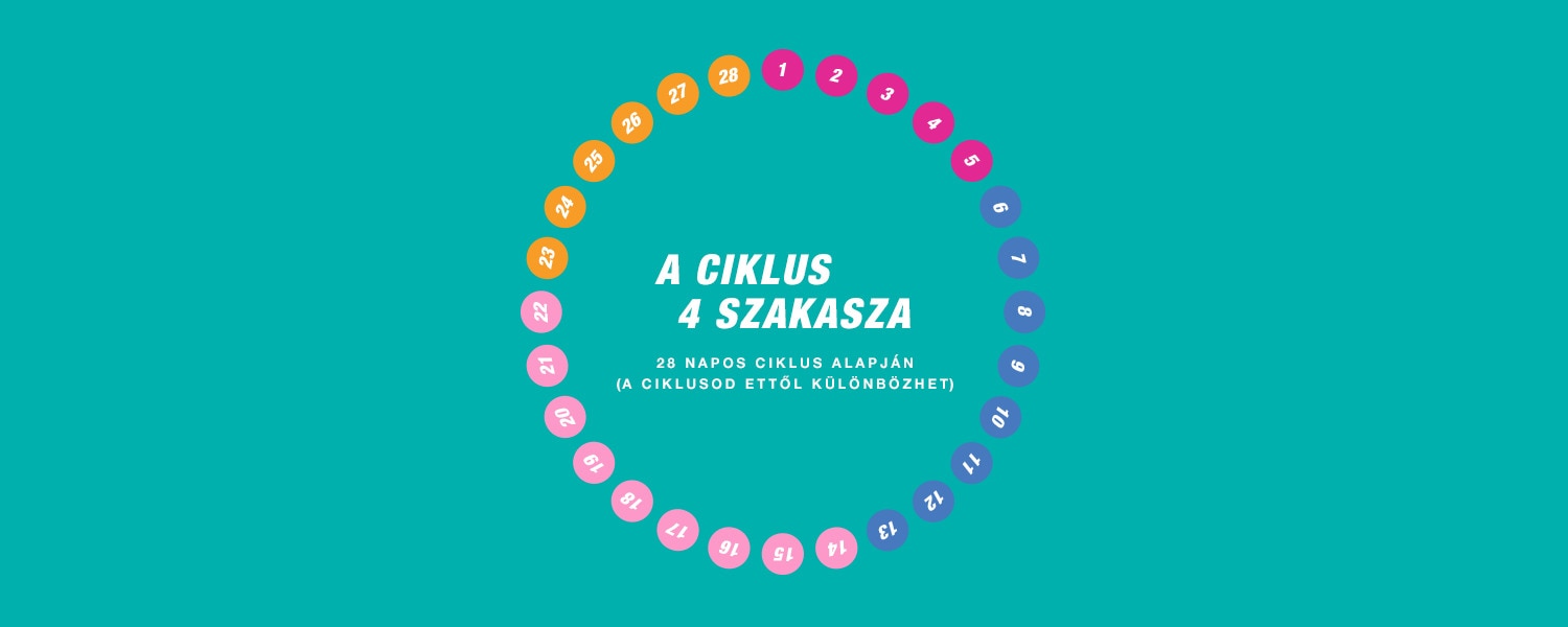 Négy szakaszból álló ciklus
