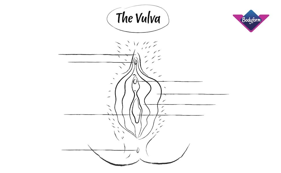 Black and white illustration of a vulva