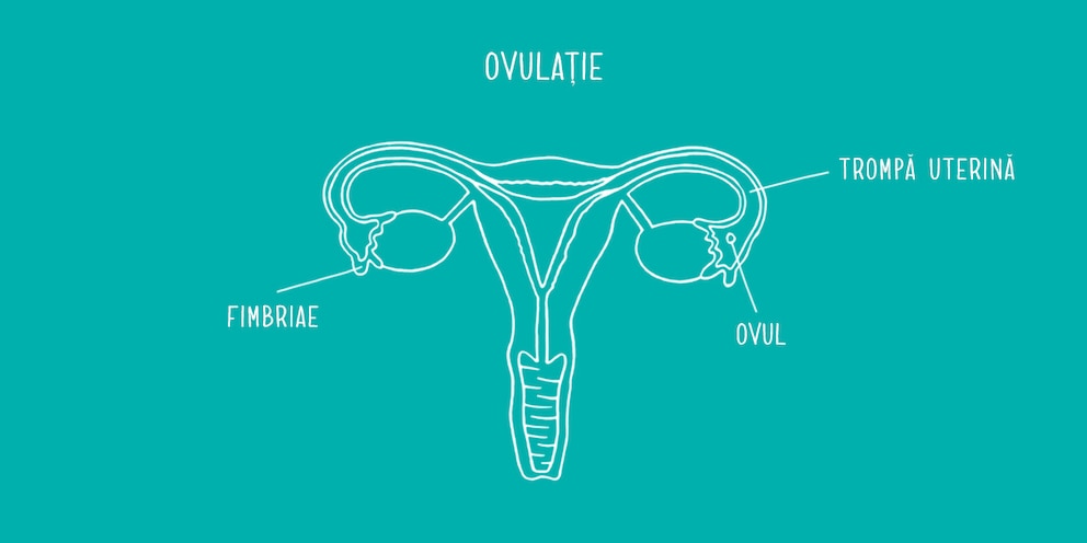 Diagrama ovarelor