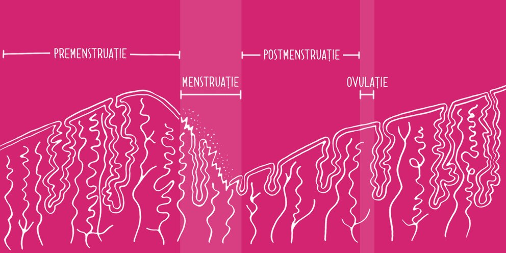 Ciclu uterin