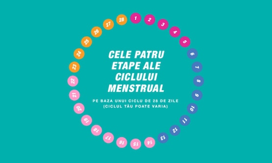 Ciclul cu patru faze