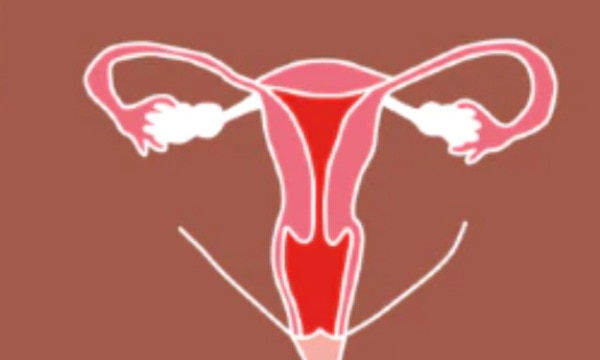 Illustration of uterus shape in body
