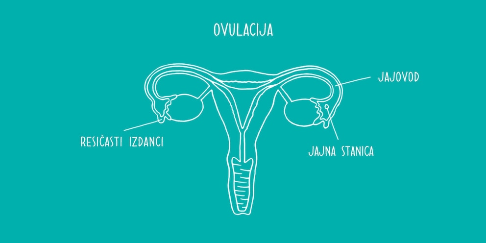 Dijagram jajnika
