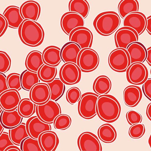 1500x600 Red Blood Cells