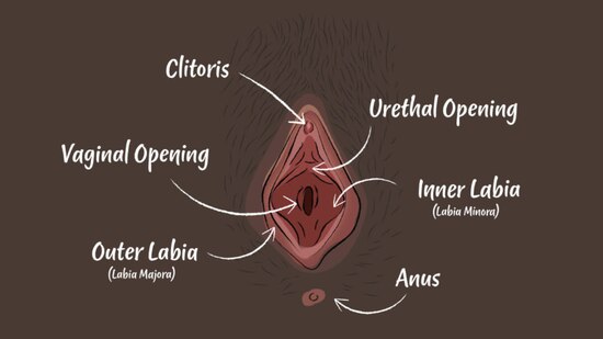 V Zone And Vulva Header Cropped