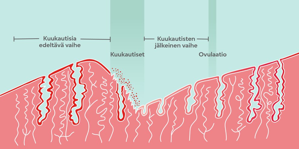 Kuukautiskierto