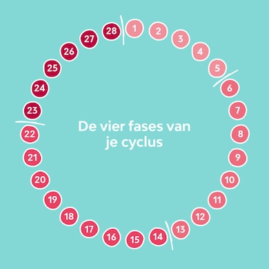 Fases Menstruatiecyclus