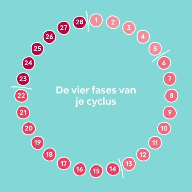 Fases Menstruatiecyclus