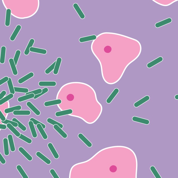 Cells of bacteria that cause bacterial vaginosis and yeast cells that causes thrush growing.