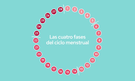 Diagrama de las fases del ciclo menstrual