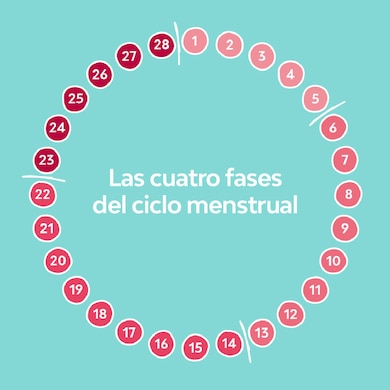 Diagrama de las fases del ciclo menstrual