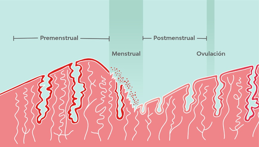 Fases del ciclo uterino