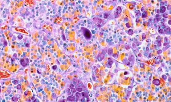 cells under a microscope