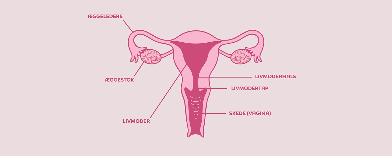 En illustration av en livmoder
