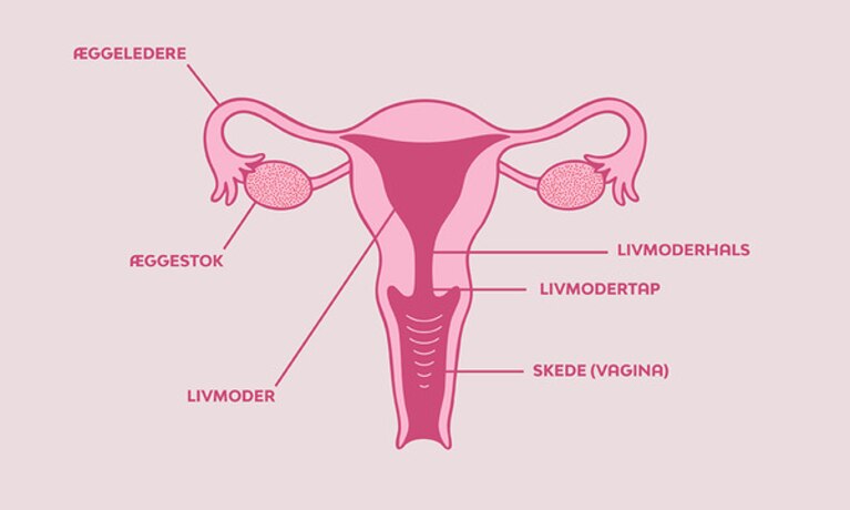 En illustration av en livmoder