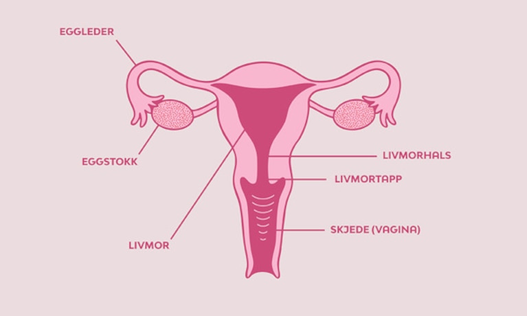 En illustration av en livmoder