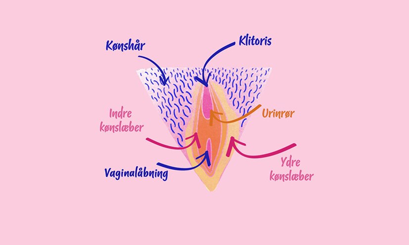 Illustration af vulva