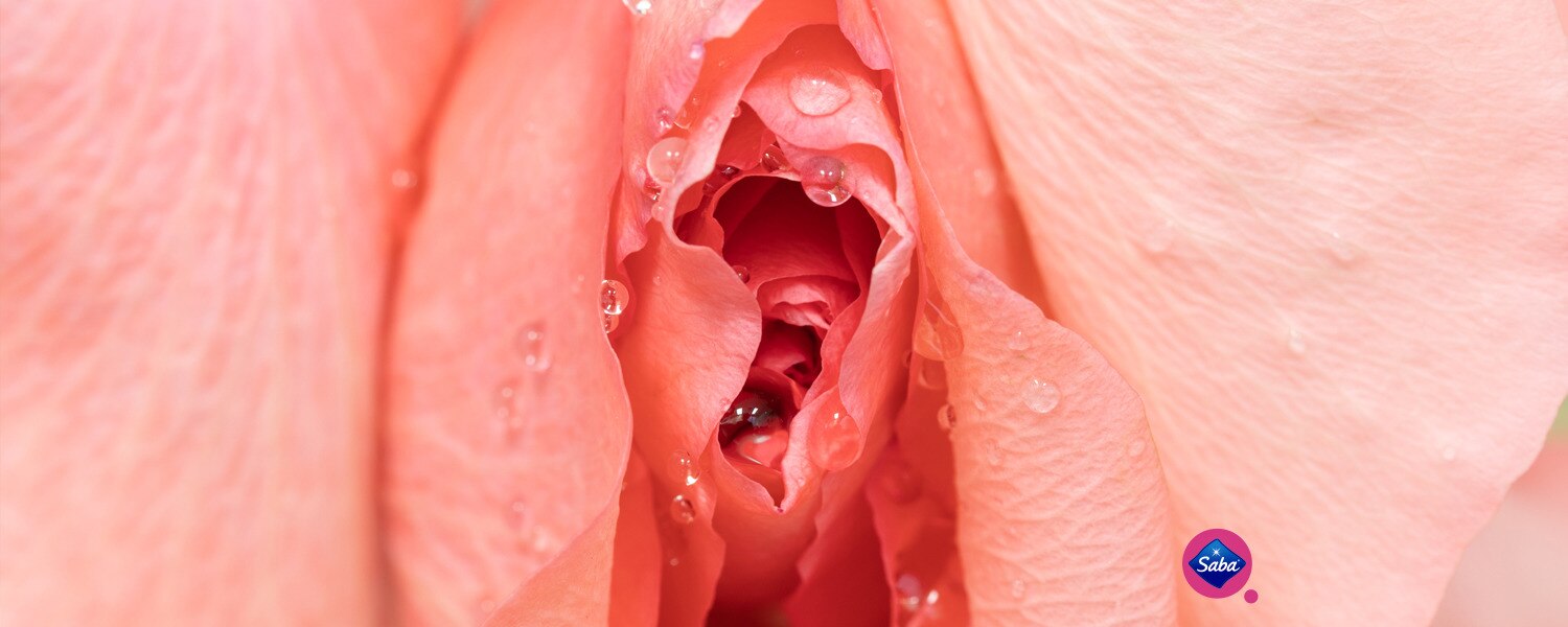 The Anatomy Of The Vulva
