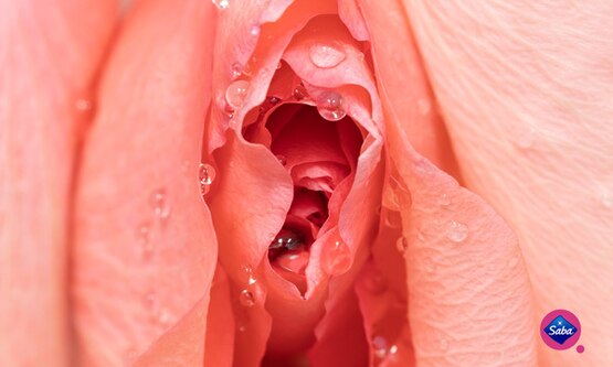 The Anatomy Of The Vulva