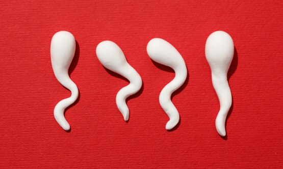 Male Sexual Organs 1500x600
