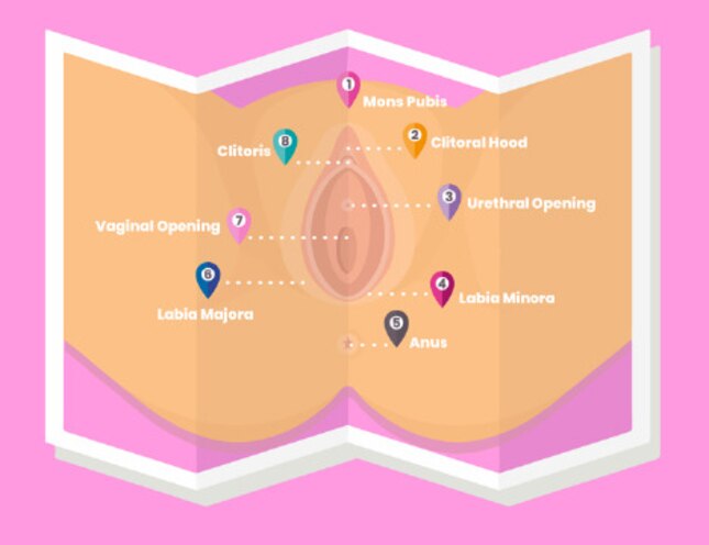 The Anatomy Of The Vulva