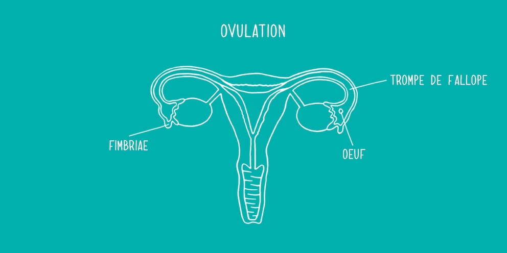 1230x615 Ovulation Secondary Fr