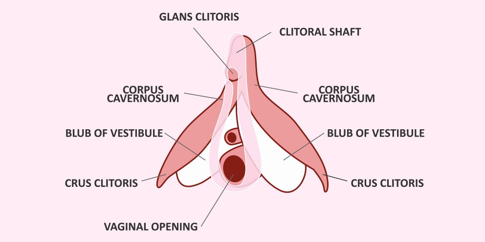 Clitoris 992x496