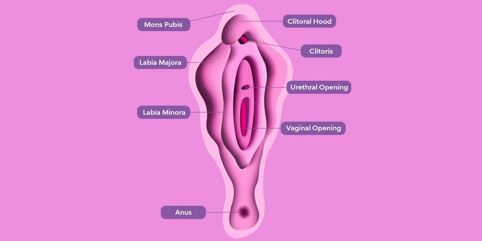 Ilustracion Vagina 992x496