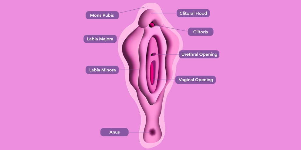 Ilustracion Vagina 992x496